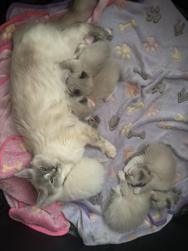 Preview of the first image of Beautiful ragdoll babies.