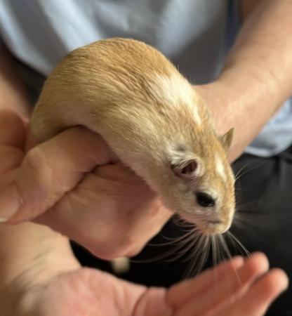 Image 13 of Male Gerbils available for sale