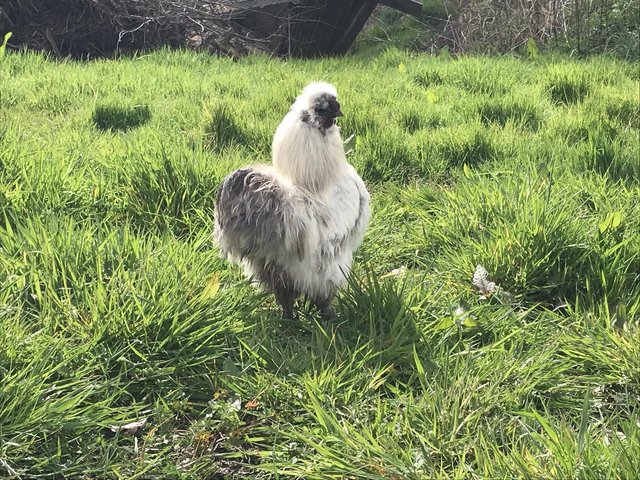 Preview of the first image of Bantam Silkie cockerels.
