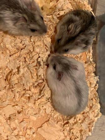 Image 6 of Tamed Pure Bred Winter Dwarf Baby Hamsters