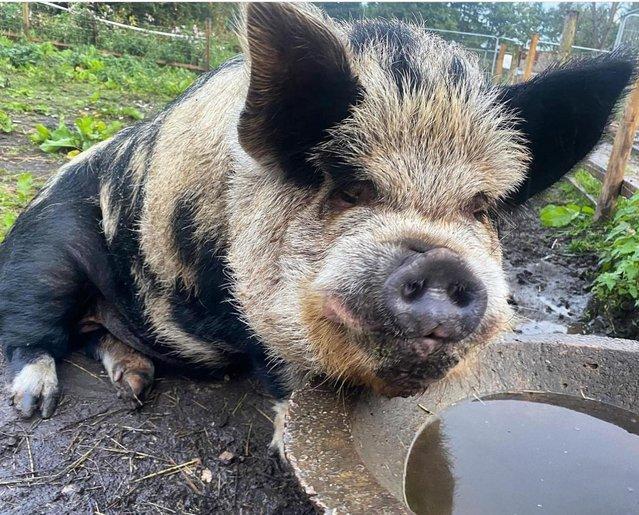 Preview of the first image of 4 year old Entire male kune kune pig.