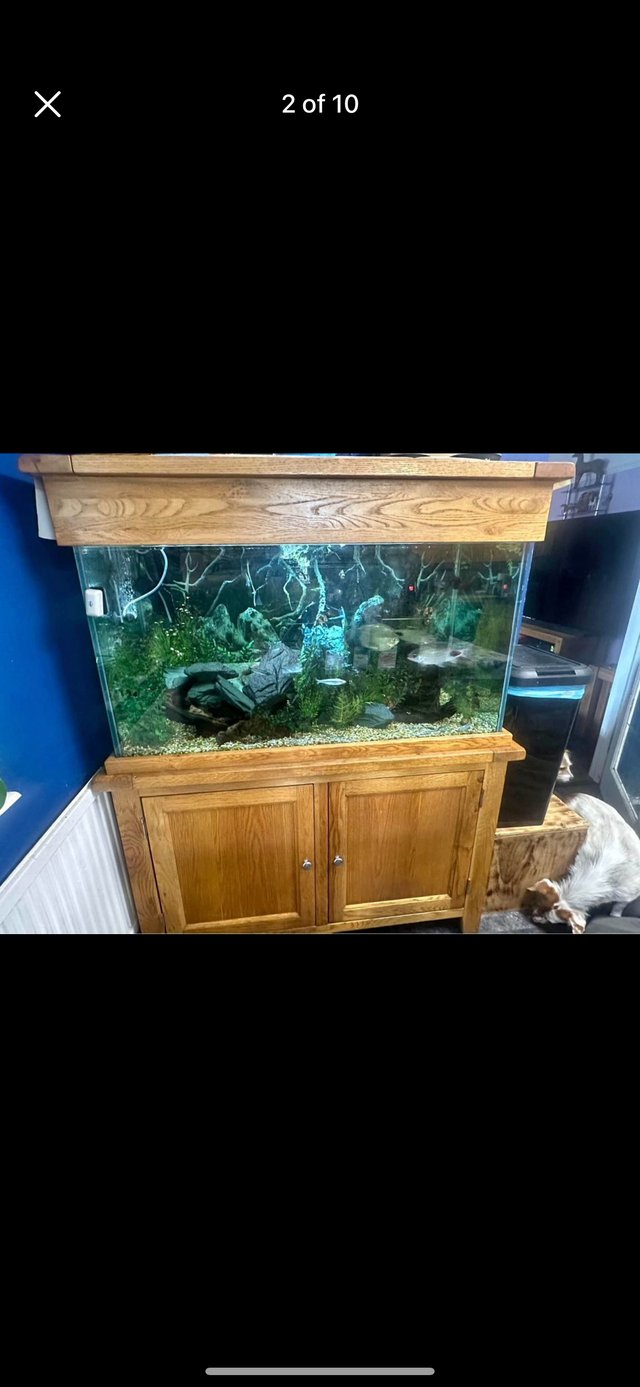 Preview of the first image of Aqua oak 340l solid oak fish tank complete set up.