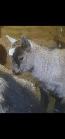 Image 3 of Pygmy goats for sale. 2 x nannies x 1 x nanny kid