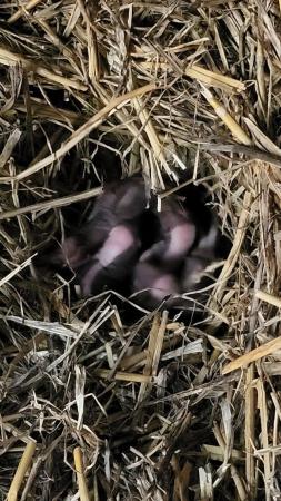 Image 3 of 7 baby skunk kits born this morning.