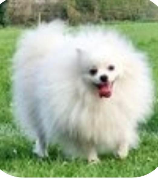 Preview of the first image of At stud kc reg Pomeranian white.