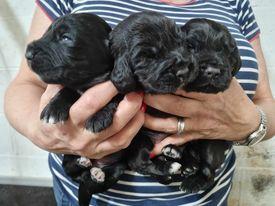 Image 2 of KC registered Cocker Spaniel puppies for sale
