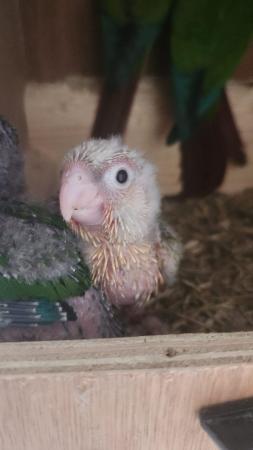 Image 4 of Baby Pineapple Green Cheek ConureREADY TO LEAVE