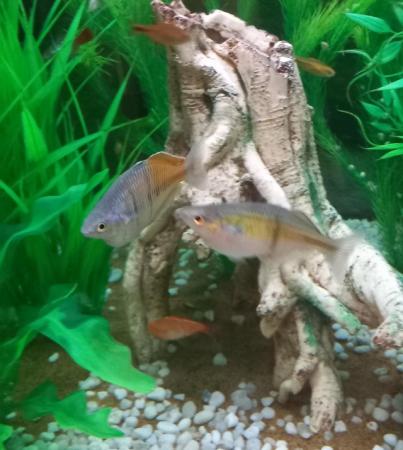Image 1 of Boesemain rainbowfish pair, looking for a new shoal!