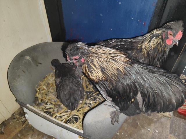 Preview of the first image of 3 month old Silkie x pekin rooster/cockerel.