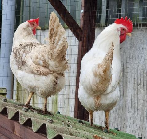 Image 1 of White Leghorn hatching eggs