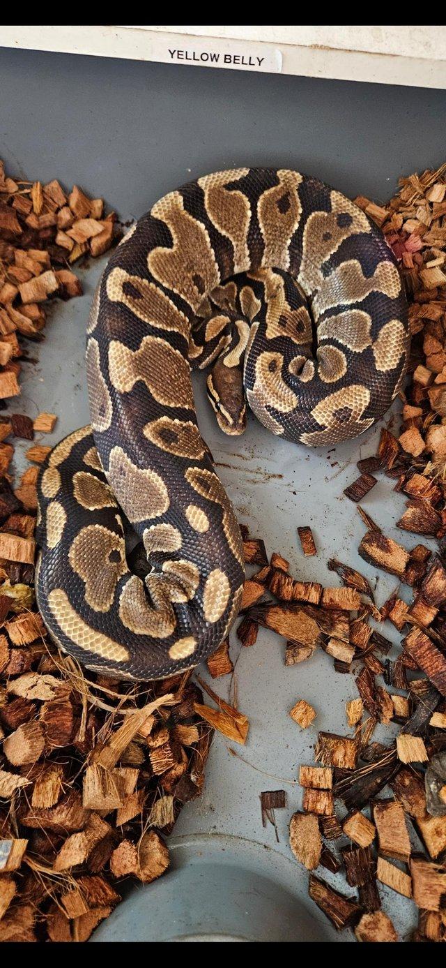 Preview of the first image of Adult female yellow belly 66% het clown 66% het pied.