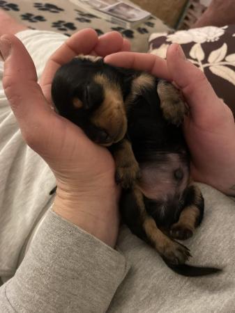 Image 3 of Miniature Black and Tan dachshunds puppies