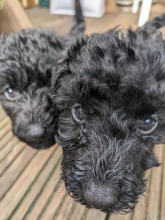 Image 9 of Mixed breed puppies for sale poodlexwirefoxterrier