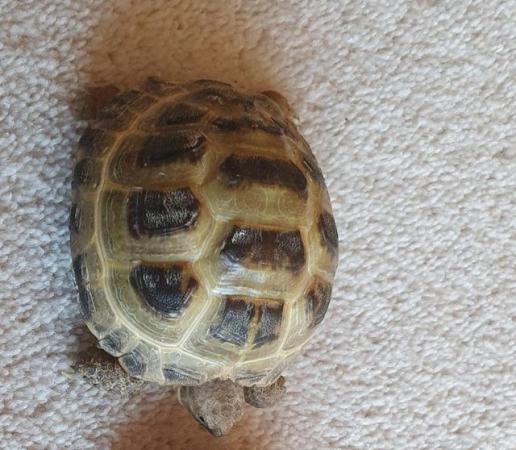 Image 2 of Horsefield tortoise. Approximately 4 years old.