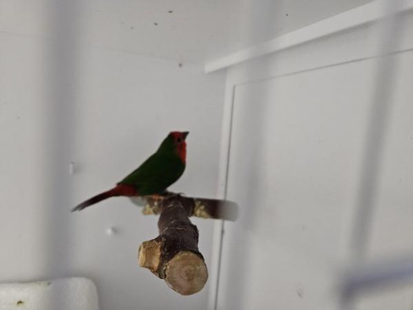 Image 5 of Red Throated Parrot Finch