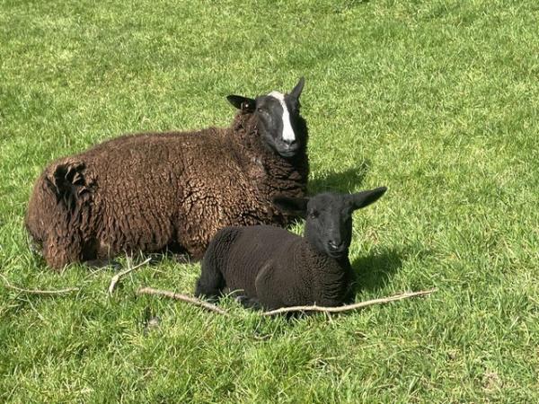 Image 2 of Zwartbles ewes with lambs at foot