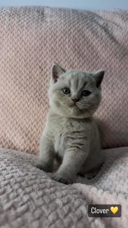 Image 4 of British Shorthair stunning GCCF Registered kittens