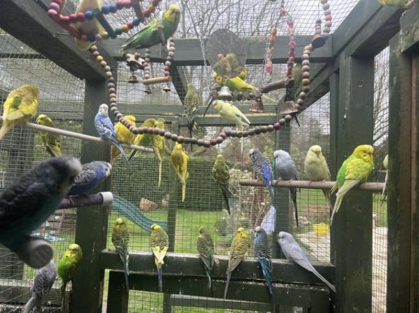 Image 15 of Adorable budgies for sale