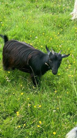 Image 7 of Female Pygmy goat nanny’s