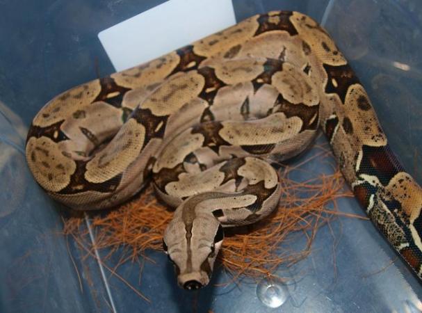 Image 4 of Suriname BCC (True red tail boa constrictor)