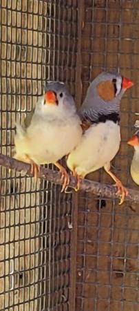 Image 6 of Zebra finches all young birds