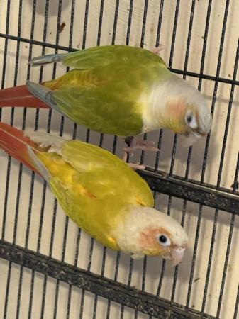 Image 2 of Beautiful pairs conures for sale