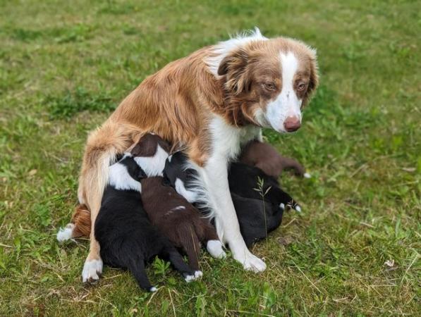 Image 1 of 5 beautiful border collie puppies (4 males and 1 female)