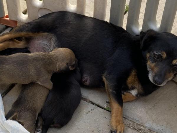 Image 2 of Beautiful jack Russell terrier puppies