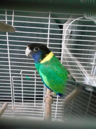 Image 2 of Green Indian ringneck parrot