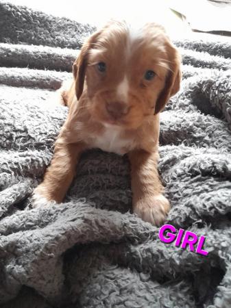 Image 1 of Working Cocker Spaniel Puppies