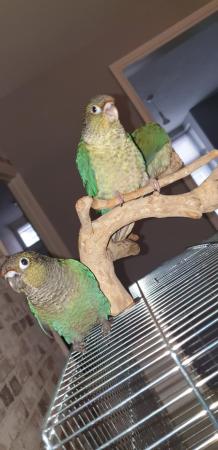 Image 2 of Conure chicks silly hand tame