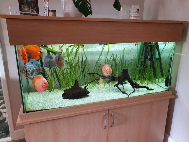 Preview of the first image of Large aquarium fish tank with cabinet 330l.