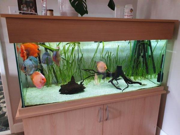 Image 1 of Large aquarium fish tank with cabinet 330l