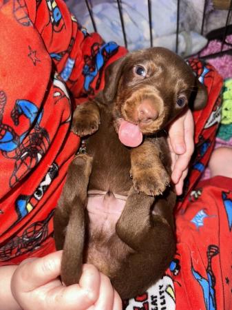 Image 9 of Isabella Tan and chocolate tan miniature dachshund pups