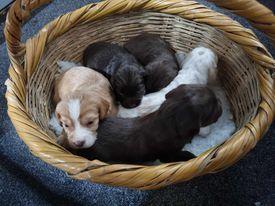 Image 10 of KC registered Cocker Spaniels puppies for sale