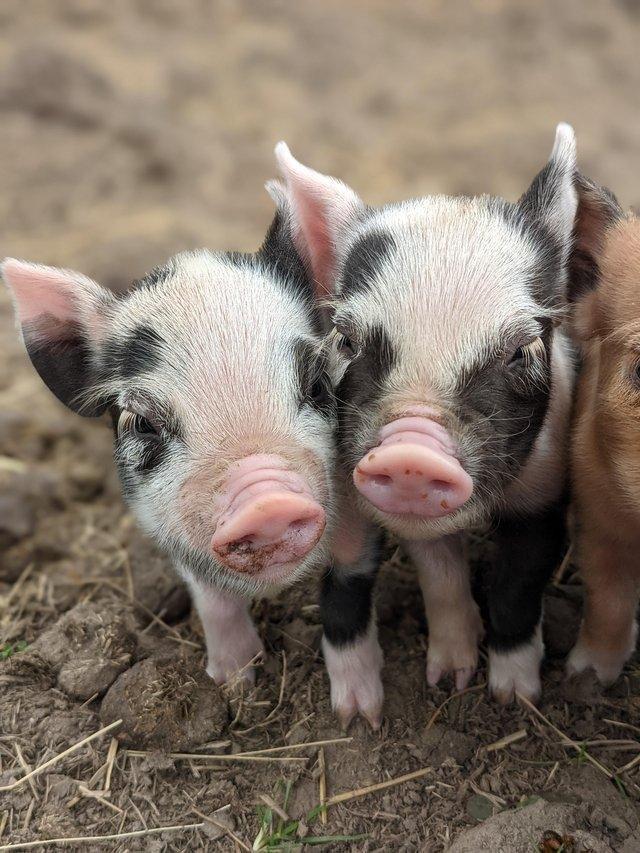 Preview of the first image of 2 litters of Kune Kune Piglets..