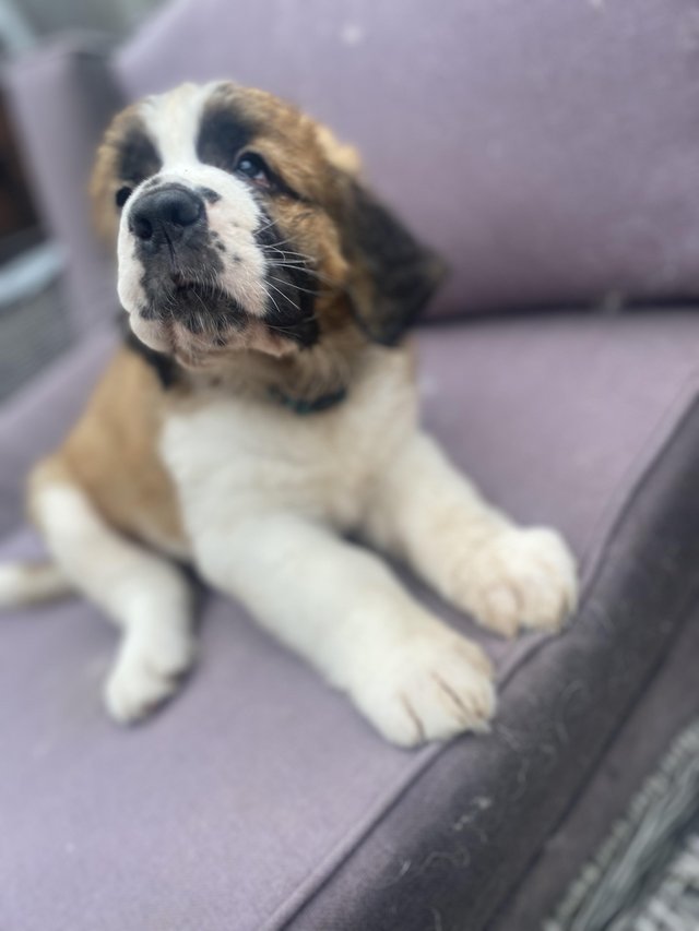 Preview of the first image of Saint Bernard Puppies For Sale.