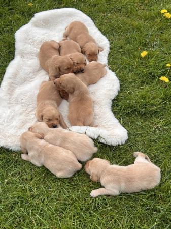 Image 3 of 3 weeks old Labrador puppies.