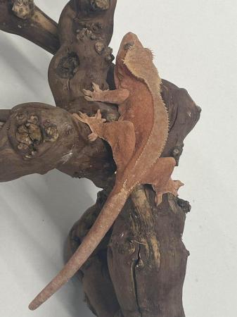 Image 2 of Female crested geckos 45-30grams