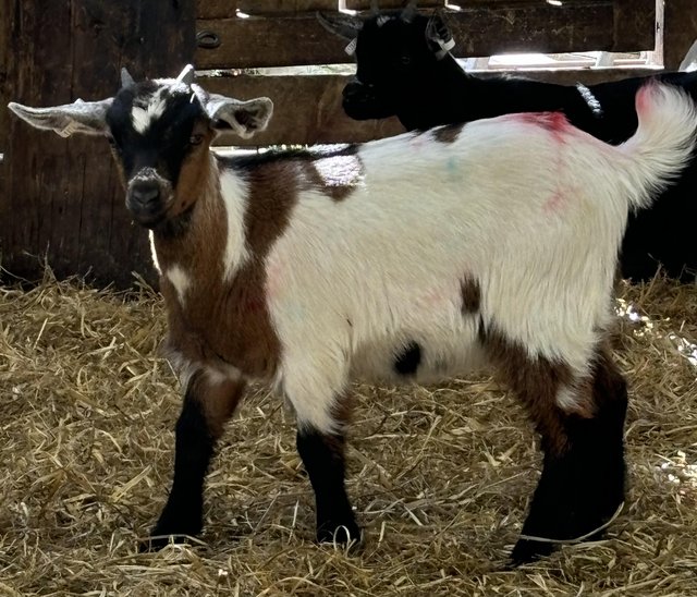 Preview of the first image of Pygmy Goat Kids - Healthy & Happy looking for new homes.