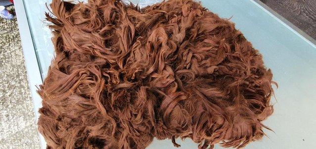 Image 3 of Alpaca SURI fleece, fibre, wool for sale - from £8.50 per kg
