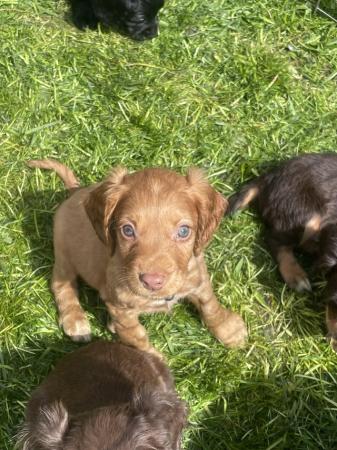 Image 6 of Ready to leave Cocker spaniel puppies