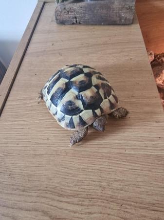 Image 8 of Two year old Hermann Tortoise with all the equipment