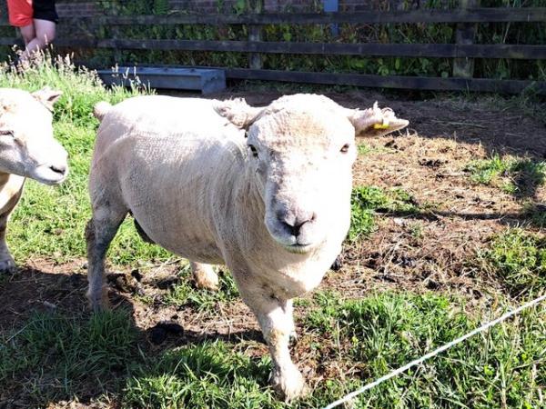 Image 7 of Pedigree Southdown Ram- March 2023 born