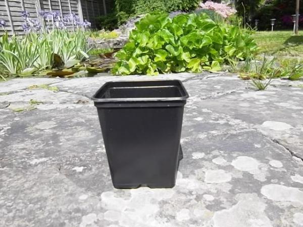 Image 1 of Plantpak 9BS Semi-rigid Plastic Growing Pots - 9 cm. Square