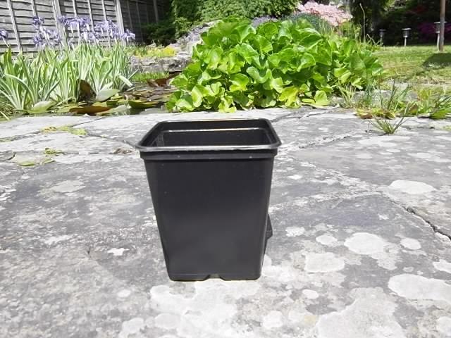 Preview of the first image of Plantpak 9BS Semi-rigid Plastic Growing Pots - 9 cm. Square.