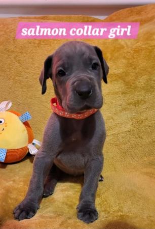 Image 12 of Adorable KC Blue Great Dane puppies READY NOW!!