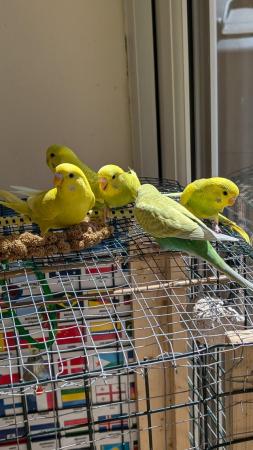 Image 19 of Young and healthy budgies!