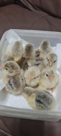 Image 2 of 7 LF lavender arucana chicks and 8 silver partridge pekin ch
