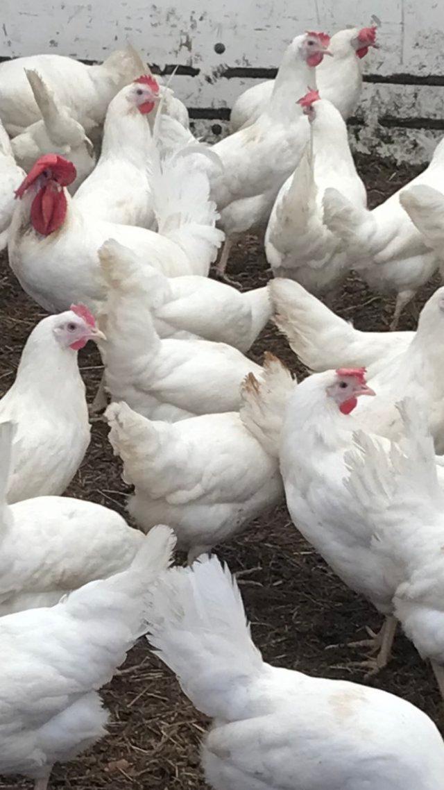 Preview of the first image of Pol white leghorn hybrids 17 weeks.